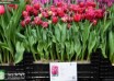 Tulipa Mascotte ® (1)